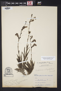 Penstemon dasyphyllus image