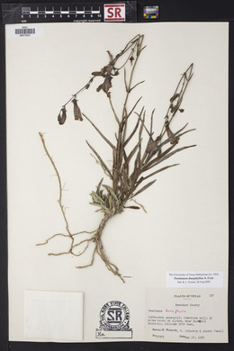 Penstemon dasyphyllus image