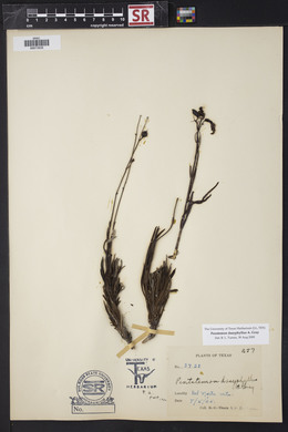 Penstemon dasyphyllus image