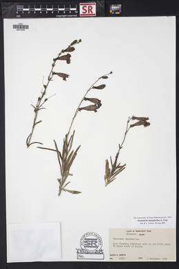 Penstemon dasyphyllus image