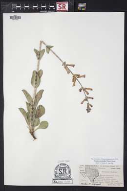 Penstemon fendleri image