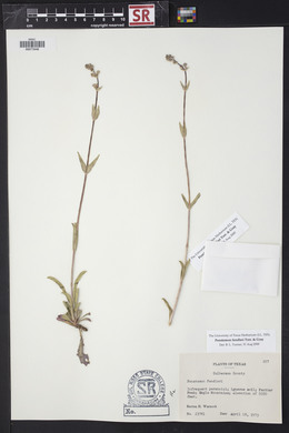 Penstemon fendleri image