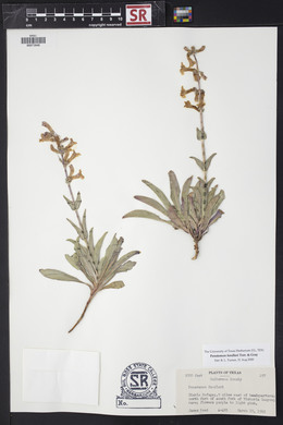 Penstemon fendleri image