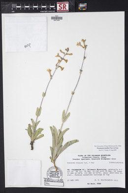 Penstemon fendleri image