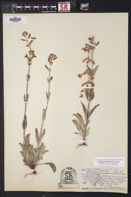 Penstemon fendleri image