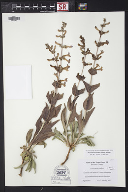 Penstemon fendleri image