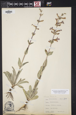 Penstemon fendleri image