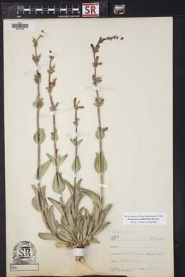 Penstemon fendleri image