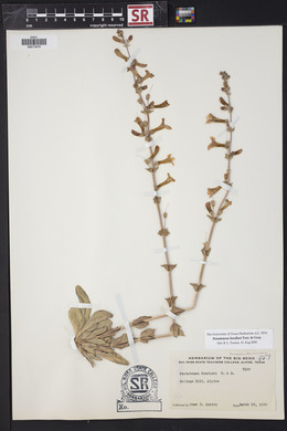 Penstemon fendleri image