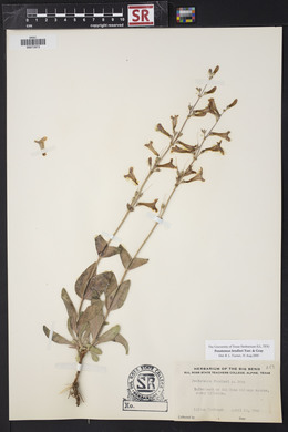 Penstemon fendleri image