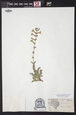 Penstemon fendleri image