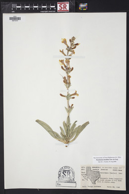 Penstemon fendleri image