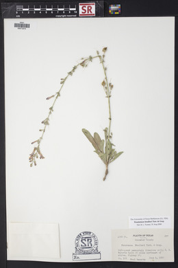 Penstemon fendleri image