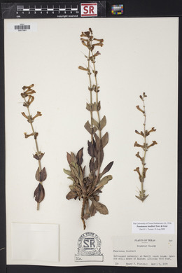 Penstemon fendleri image