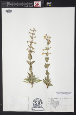 Penstemon fendleri image