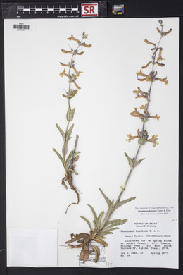 Penstemon fendleri image