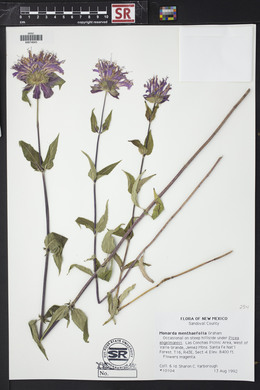 Monarda fistulosa var. menthifolia image