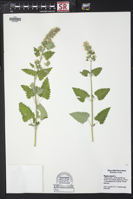 Nepeta cataria image