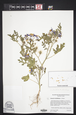 Solanum citrullifolium image