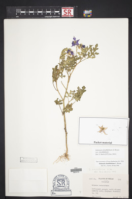 Solanum citrullifolium var. citrullifolium image