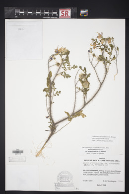 Solanum citrullifolium var. setigerum image