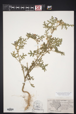 Solanum davisense image