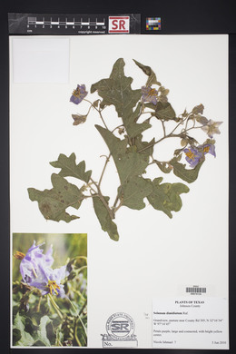 Solanum dimidiatum image