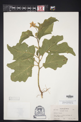 Solanum dimidiatum image