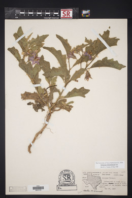 Solanum dimidiatum image