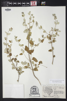 Salvia ballotiflora image