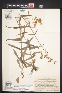 Penstemon laxiflorus image