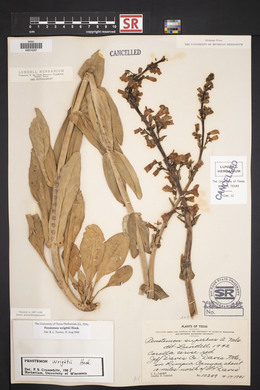 Penstemon wrightii image