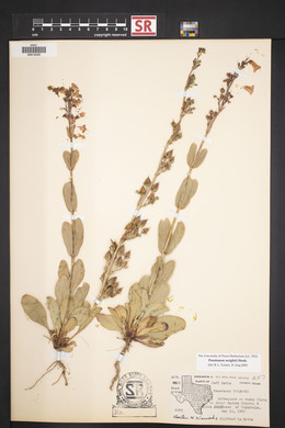 Penstemon wrightii image