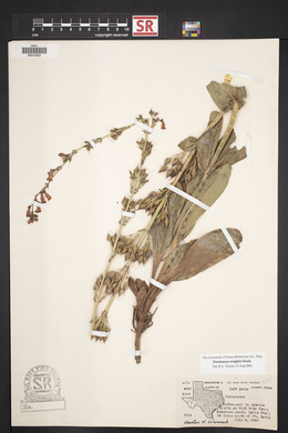 Penstemon wrightii image