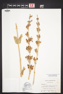 Penstemon wrightii image