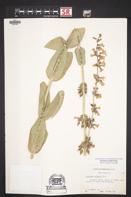 Penstemon wrightii image