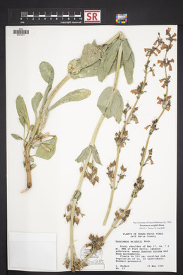 Penstemon wrightii image