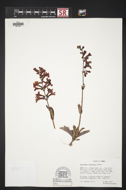 Penstemon utahensis image