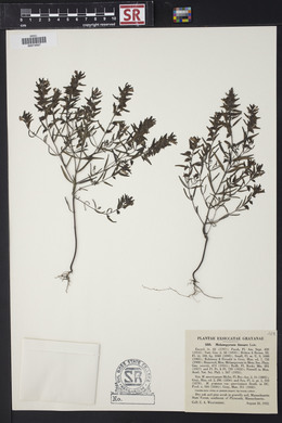 Melampyrum lineare image