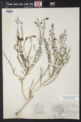 Penstemon ambiguus image