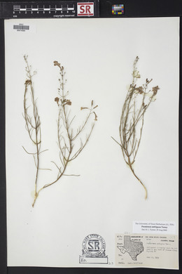 Penstemon ambiguus image