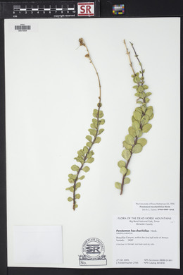 Penstemon baccharifolius image