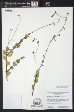 Penstemon baccharifolius image