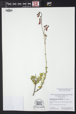 Penstemon baccharifolius image