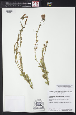 Penstemon baccharifolius image