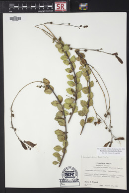 Penstemon baccharifolius image