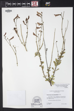 Penstemon baccharifolius image