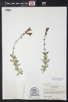 Penstemon baccharifolius image