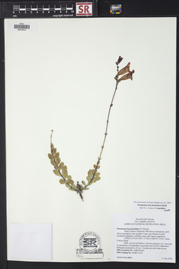 Penstemon baccharifolius image