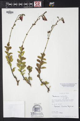 Penstemon baccharifolius image